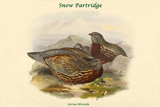 Lerwa Nivicola Snow Partridge Poster Print by John Gould