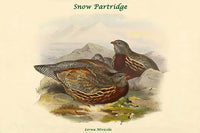 Lerwa Nivicola Snow Partridge Poster Print by John Gould