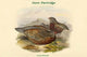 Lerwa Nivicola Snow Partridge Poster Print by John Gould
