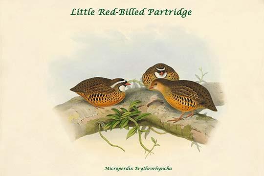 Microperdix Erythrorhyncha Little Red-Billed Partridge Poster Print by John Gould