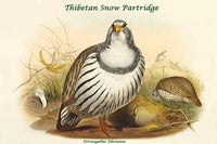 Tetraogallus Tibetanus Tibetan Snow Partridge Poster Print by John Gould