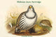 Tetraogallus Tibetanus Tibetan Snow Partridge Poster Print by John Gould