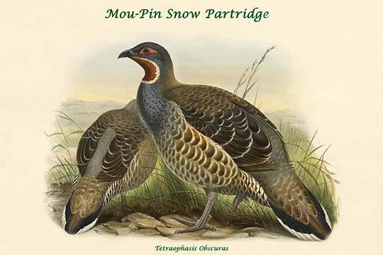 Tetraophasis Obscuras Mou-Pin Snow Partridge Poster Print by John Gould