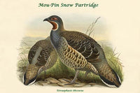 Tetraophasis Obscuras Mou-Pin Snow Partridge Poster Print by John Gould