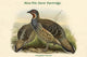 Tetraophasis Obscuras Mou-Pin Snow Partridge Poster Print by John Gould