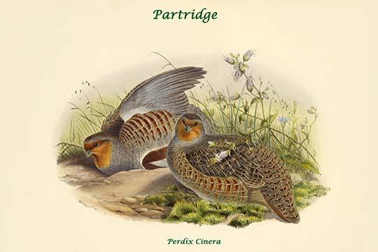 Perdix Cinera vintage partridge art print by John Gould