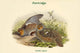 Perdix Cinera vintage partridge art print by John Gould