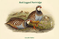 Caccabis Rubra Red-Legged Partridge vintage art print by John Gould