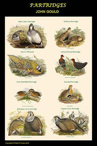 Composite Partridge Classroom Poster by John Gould, high-quality vintage art print.
