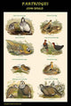 Composite Partridge Classroom Poster by John Gould, high-quality vintage art print.