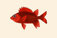 Red Pahayah Vintage Art Print by John Whitchurch Bennett