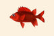 Red Pahayah Vintage Art Print by John Whitchurch Bennett