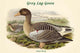 Anser Perus Grey Lag Goose Poster Print by John Gould