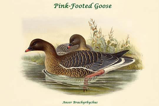 Anser Brachyrhynchus Pink-Footed Goose Poster Print by John Gould.