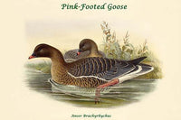 Anser Brachyrhynchus Pink-Footed Goose Poster Print by John Gould.