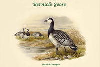 Bernica Leucopsis Bernicle Goose Poster Print by John Gould