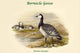 Bernica Leucopsis Bernicle Goose Poster Print by John Gould