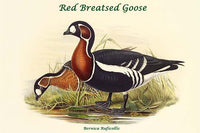 Bernica Ruficollis Red-Breasted Goose Poster Print by John Gould
