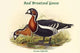 Bernica Ruficollis Red-Breasted Goose Poster Print by John Gould