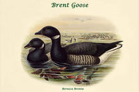 Bernica Brenta - Brent Goose Poster Print by John Gould, showcasing detailed ornithological art.