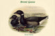 Bernica Brenta - Brent Goose Poster Print by John Gould, showcasing detailed ornithological art.