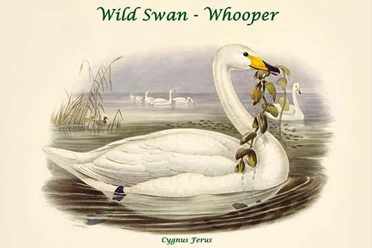 Cygnus Ferus Wild Swan Poster Print by John Gould, showcasing a beautiful Whooper Swan.