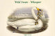 Cygnus Ferus Wild Swan Poster Print by John Gould, showcasing a beautiful Whooper Swan.