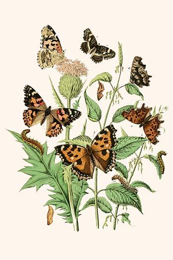 European Butterflies & Moths Poster Print by W.F. Kirby showcasing various butterfly and moth species.