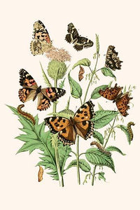 European Butterflies & Moths Poster Print by W.F. Kirby showcasing various butterfly and moth species.