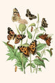 European Butterflies & Moths Poster Print by W.F. Kirby showcasing various butterfly and moth species.