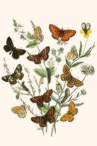 European Butterflies & Moths Poster Print by W.F. Kirby, showcasing detailed illustrations of butterflies and moths.