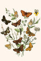 European Butterflies & Moths Poster Print by W.F. Kirby, showcasing detailed illustrations of butterflies and moths.