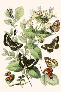 European Butterflies & Moths Poster Print by W.F. Kirby on premium quality paper