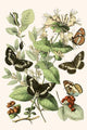 European Butterflies & Moths Poster Print by W.F. Kirby on premium quality paper