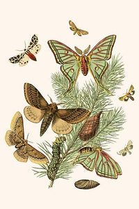 European Butterflies and Moths Art Print by W.F. Kirby showcasing detailed illustrations