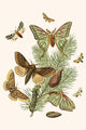 European Butterflies and Moths Art Print by W.F. Kirby showcasing detailed illustrations