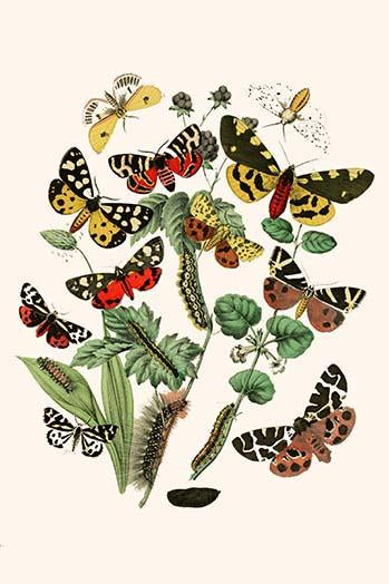 European Butterflies & Moths Poster Print by W.F. Kirby