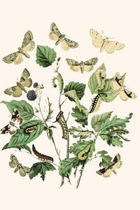European Butterflies & Moths Poster Print by W.F. Kirby featuring detailed illustrations
