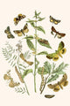 European Butterflies & Moths Poster Print by W.F. Kirby showcasing vibrant colors and intricate designs.