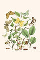 European Butterflies & Moths Poster Print by W.F. Kirby, showcasing detailed illustrations of various butterfly and moth species.