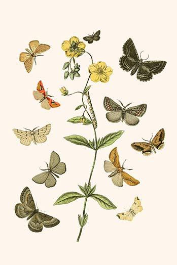 European Butterflies & Moths Poster Print by W.F. Kirby, showcasing colorful butterfly and moth species.