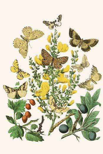 European Butterflies & Moths Poster Print by W.F. Kirby showcasing vibrant butterfly and moth species.