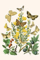 European Butterflies & Moths Poster Print by W.F. Kirby showcasing vibrant butterfly and moth species.