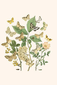 European Butterflies & Moths Poster Print by W.F. Kirby