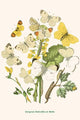 European Butterflies & Moths Poster Print by W.F. Kirby showcasing vibrant illustrations.