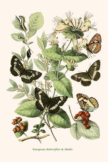 European Butterflies and Moths Poster Print by W.F. Kirby showcasing colorful butterflies and moths.