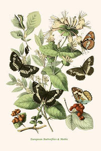 European Butterflies and Moths Poster Print by W.F. Kirby showcasing colorful butterflies and moths.