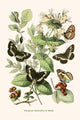 European Butterflies and Moths Poster Print by W.F. Kirby showcasing colorful butterflies and moths.