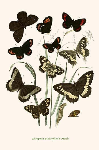 European Butterflies & Moths Poster Print by W.F. Kirby