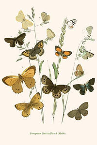 European Butterflies & Moths Art Print by W.F. Kirby showcasing intricate details and vivid colors.